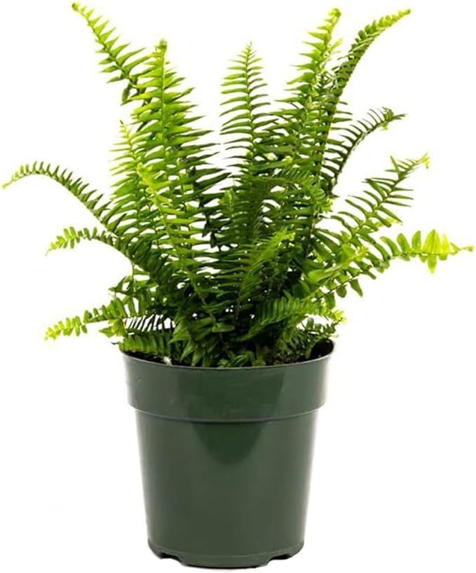 American Plant Exchange Kimberly Queen Fern – 6-Inch Pot – Live Hardy Upright Fern Houseplant, Easy Care Greenery for Home, Office, Garden, or Patio Decor