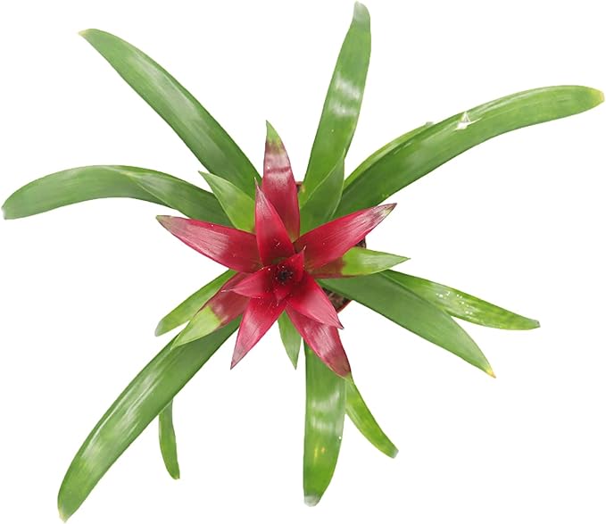 Purple Bromeliad -4'' from California Tropicals