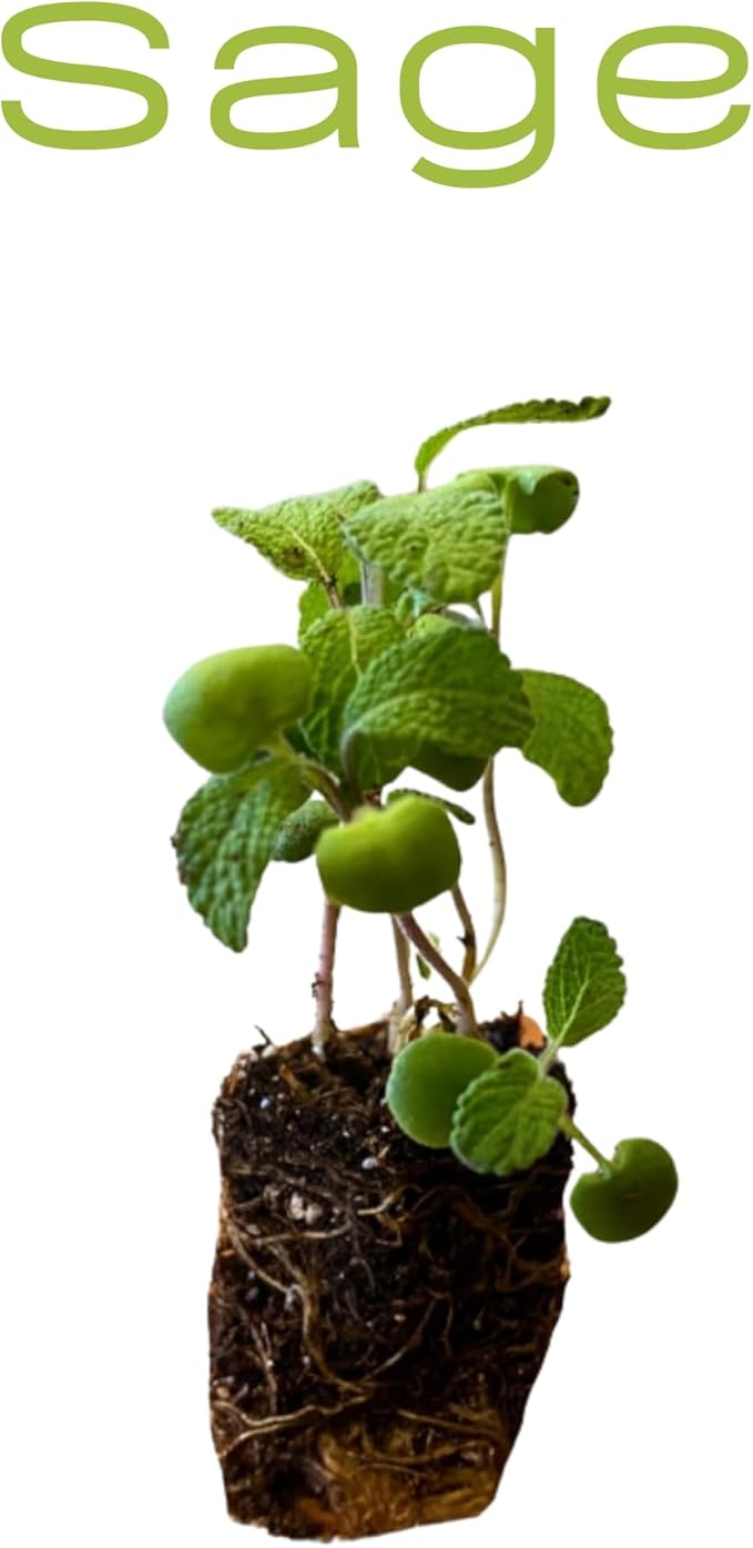 5 Live Herb Plants Seedling Plug Size –Thyme, Sage, Oregano, Peppermint & Rosemary | Ready-to-Plant Garden Starter Plugs (Not Potted)