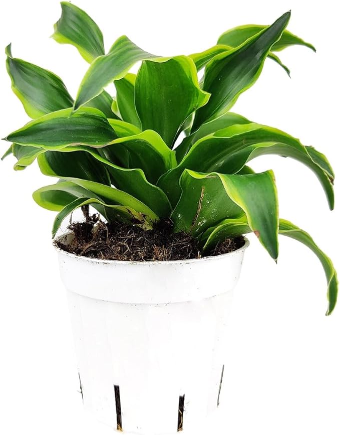 Dracaena 'Tornado' (4" Grower Pot) - Low Light and Healthy Houseplant - Easy to Care Indoor Plants - Live Healthy Houseplant for Home Office Decoration