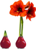 Waxed Amaryllis Bulb 2-Pack – Red Wax with Red Blooms – Live Holiday Gift Plant, Easy Care, No Watering Needed