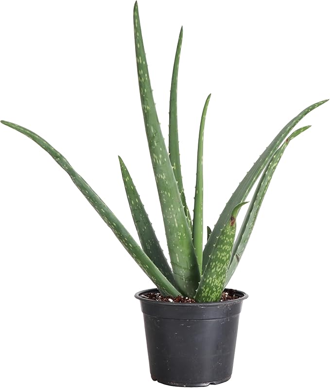 Thorsen's Greenhouse Aloe Vera, Live Indoor Plant, Aloe barbadensis, Easy to Grow, Succulent, Natural Air Purifier, 6" Diameter Pot (Nursery Pot)