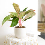 Chinese Evergreen 'Red Siam' (6 inch) - Air-Purifying Houseplants - 4/6 inch Unique Live Decorative Houseplants - Low-Maintenance Indoor Plants, House Warming Gift, Natural Air Purifier