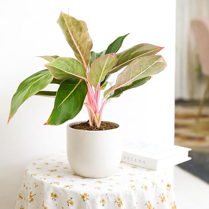 Chinese Evergreen 'Red Siam' (6 inch) - Air-Purifying Houseplants - 4/6 inch Unique Live Decorative Houseplants - Low-Maintenance Indoor Plants, House Warming Gift, Natural Air Purifier