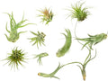 Air Plant Low Light House Plants Box 10PK, Tillandsia Air Plants Live Houseplants Live Indoor Plants Live Succulents Plants Live Terrarium Plants Live, Air Plant Holder Airplant Kit by Plants for Pets