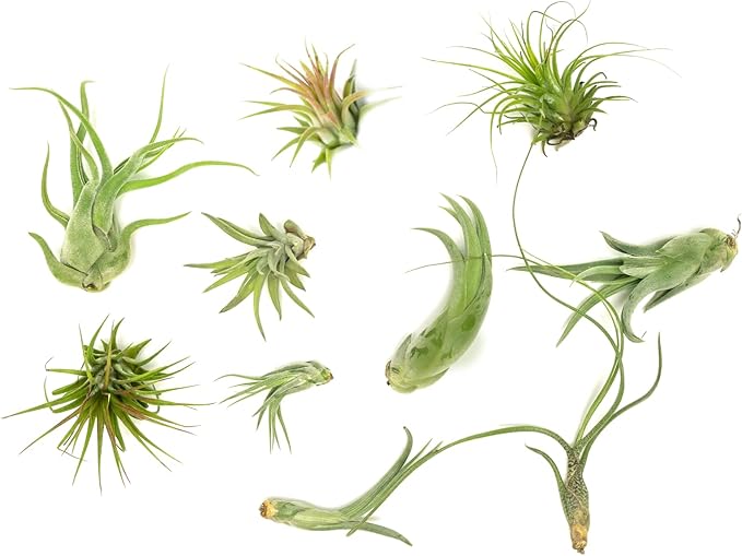 Air Plant Low Light House Plants Box 10PK, Tillandsia Air Plants Live Houseplants Live Indoor Plants Live Succulents Plants Live Terrarium Plants Live, Air Plant Holder Airplant Kit by Plants for Pets