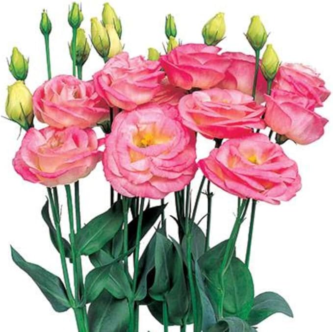 Eustoma Lisianthus Plant Live, Lisianthus Flowers Well Rooted Plug 2-3 Inch Height, Lisianthus Thornless Roses Seedling (Pink Lisianthus)