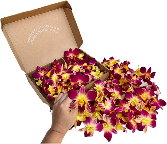 Miami Fresh Orchid Loose Bloom PERISHABLE flowers OrchidClub USA Sunne Tropical DIY lei, food & drink decoration (100 YELLOW)