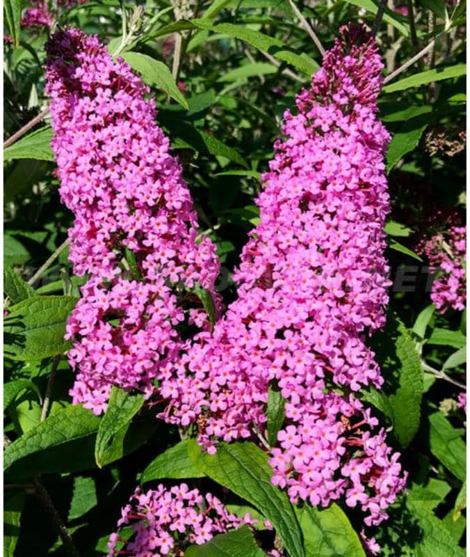 Pink Butterfly Bush Live Shrub Plant Shrub, Buddleia Bush Well Rooted, 5 to 10 Inc Tall