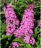 Pink Butterfly Bush Live Shrub Plant Shrub, Buddleia Bush Well Rooted, 5 to 10 Inc Tall