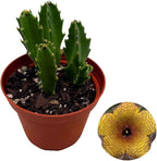 BubbleBlooms Stapelia gigantea, Giant Starfish Flower, Rare Huernia, Zulu Carrion Giant Plant, 4 inch Pot