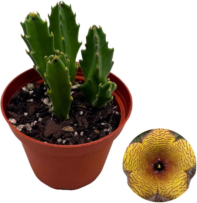 BubbleBlooms Stapelia gigantea, Giant Starfish Flower, Rare Huernia, Zulu Carrion Giant Plant, 4 inch Pot