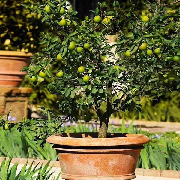 Brighter Blooms - Key Lime Bush, 2 Gallon - No Shipping to AK, AL, AZ, CA, FL, GA, HI, LA, MS, OR, TX
