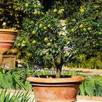 Brighter Blooms - Key Lime Bush, 2 Gallon - No Shipping to AK, AL, AZ, CA, FL, GA, HI, LA, MS, OR, TX