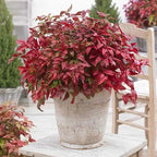 Nandina Gulf Stream - Nandina domestica. Compact Heavenly Bamboo | Year-Round Color | Low Maintenance Shrub | Drought Tolerant | Live Plant (2 Nandina Gulf Stream Bags)