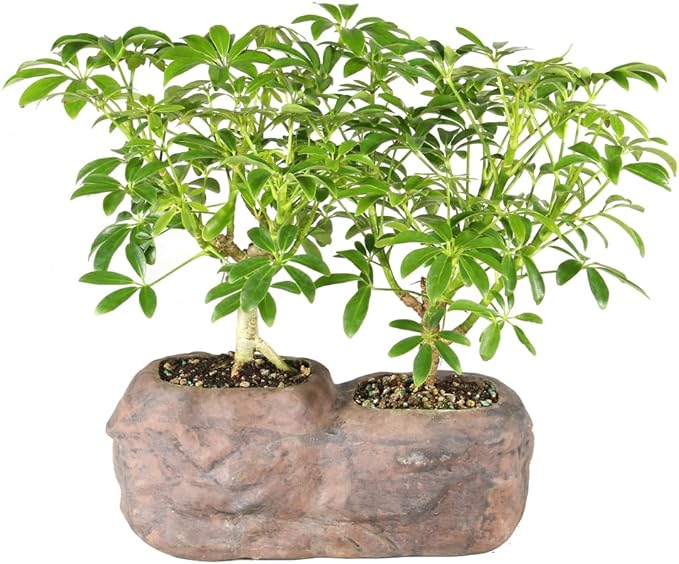 Brussel's Live Hawaiian Umbrella Indoor Bonsai Tree in Rock Pot (2 Pack) - 5 Years Old; 5" to 8" Tall