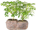 Brussel's Live Hawaiian Umbrella Indoor Bonsai Tree in Rock Pot (2 Pack) - 5 Years Old; 5" to 8" Tall