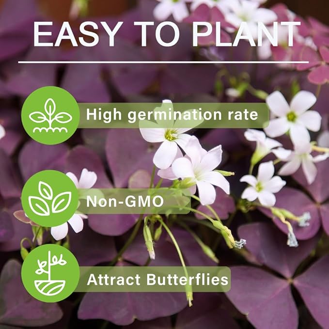 12+ Purple Oxalis Triangularis Bulb Flowers for Planting Indoors or Outdoors-Shamrocks Bulbs Good Luck Plant