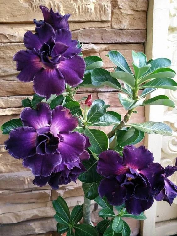 5+ Desert Rose Seeds for Planting Outdoors- Perennial Exotic Tropical Rose Flower Planting Non-GMO Heirloom