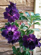 5+ Desert Rose Seeds for Planting Outdoors- Perennial Exotic Tropical Rose Flower Planting Non-GMO Heirloom