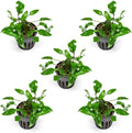 SubstrateSource Cryptocoryne Live Aquarium Plants - Freshwater Plant for Aquariums, Planted Fish Tanks - Beginner Friendly (Wendtii Green, 5 Pots (20-25 Plants))