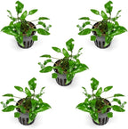 SubstrateSource Cryptocoryne Live Aquarium Plants - Freshwater Plant for Aquariums, Planted Fish Tanks - Beginner Friendly (Wendtii Green, 5 Pots (20-25 Plants))