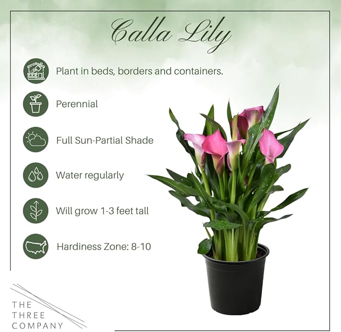 Live Flowering Calla Lily (2 Plants Per Pack) - Pink, 3+ Blooms - Beautiful Spring Perennial - 12" Tall by 5" Wide in 1 Qt Pot