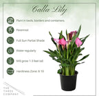 Live Flowering Calla Lily (2 Plants Per Pack) - Pink, 3+ Blooms - Beautiful Spring Perennial - 12" Tall by 5" Wide in 1 Qt Pot