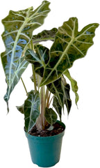 Alocasia Polly African Mask Plant | 10-12 inch Tall | Indoor Live Plant | Easy Care and Rare Plant in 4 inch Pot