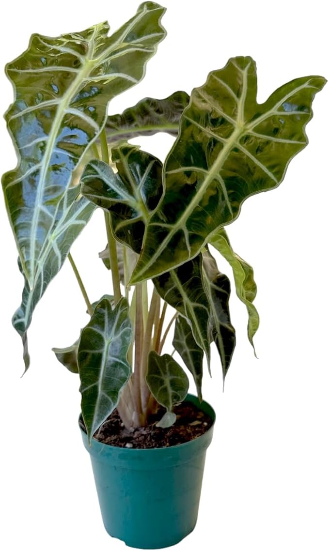 Alocasia Polly African Mask Plant | 10-12 inch Tall | Indoor Live Plant | Easy Care and Rare Plant in 4 inch Pot