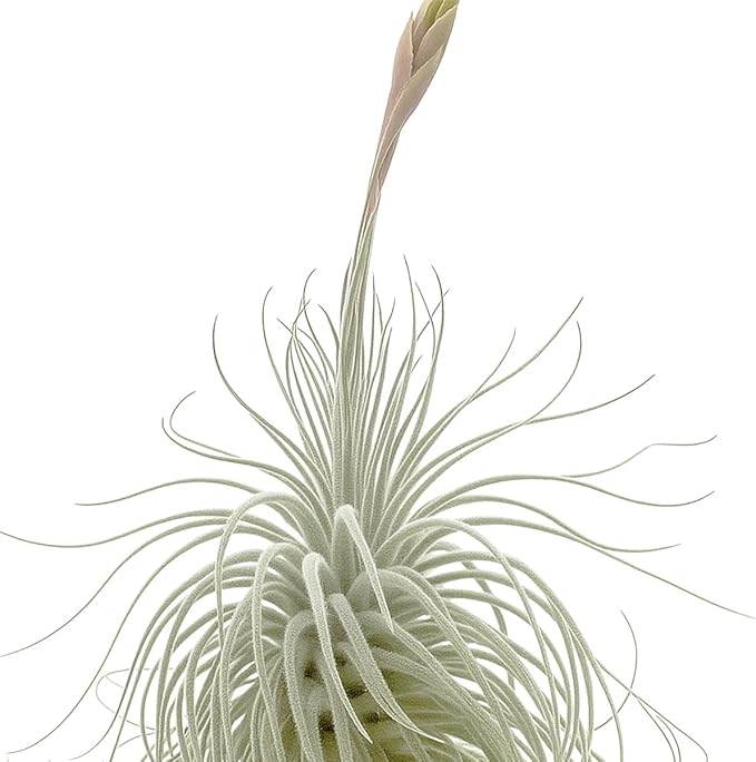 ragnaroc Live air Plant - Tillandsia Tectorum Air Plant 4-6" – 5ct – Unique Shape with Silvery Fuzz – Low Maintenance Houseplant – Perfect for Decor, Terrariums, Gifts - Live Arrival Guaranteed