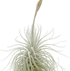 ragnaroc Live air Plant - Tillandsia Tectorum Air Plant 4-6" – 1ct – Unique Shape with Silvery Fuzz – Low Maintenance Houseplant – Perfect for Decor, Terrariums, Gifts - Live Arrival Guaranteed
