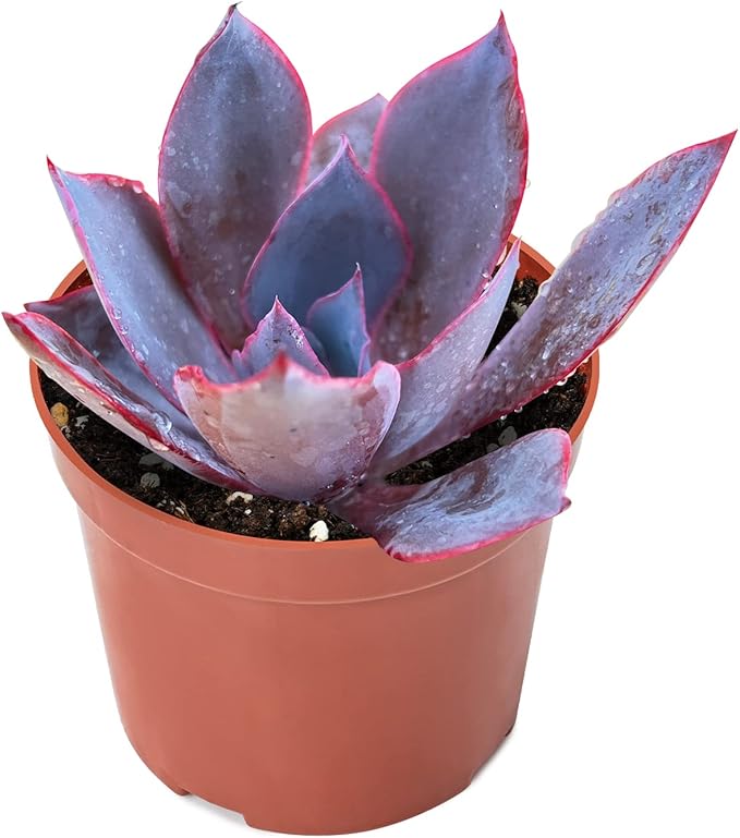 Sprout N Green 4" Echeveria Afterglow, Live Succulent Fully Rooted in Pots with Soil Mix, Rare House Plant for Home Office Indoor Outdoor Wedding Decoration, DIY Projects, Party Favor