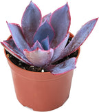 Sprout N Green 4" Echeveria Afterglow, Live Succulent Fully Rooted in Pots with Soil Mix, Rare House Plant for Home Office Indoor Outdoor Wedding Decoration, DIY Projects, Party Favor