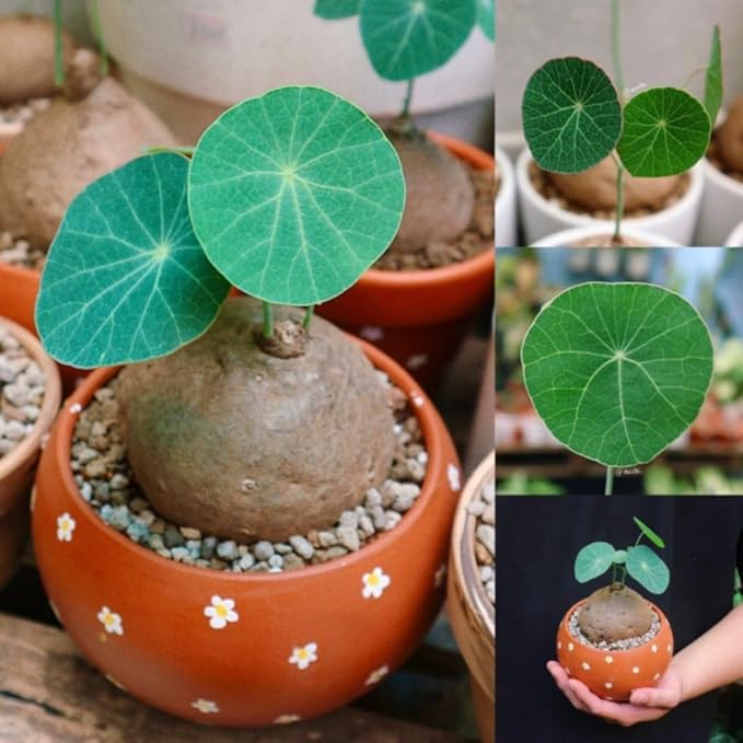 2.5"-3" Already Sprouts Stephania Cephalantha Plant Bulb, Medium Size Caudex, Rare Succulent with No Hair Roots, Home Decor, Houseplant, Cold Hardy