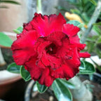 5+ Desert Rose Seeds for Planting Outdoors- Perennial Exotic Tropical Rose Flower Planting Non-GMO Heirloom