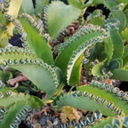Kalanchoe Plant Live, Mother of Thousands Live Plant in 2" Pot, Rare Succulent Indoor Houseplant (Green Kalanchoe)