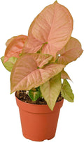 Syngonium 'Strawberry' Live Plant for Indoor | Different Houseplants in 4'' & 6'' Pot | Real House Plant for Living Room, Office, Desk & Bathroom | Goosefoot Plant | Nephthytis | Elephant Ear