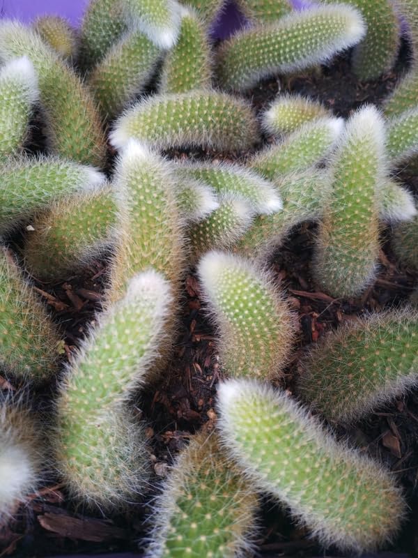Monkey Tail Cactus Live Plants for Planting, Live Monkey Tail Cactus Houseplant Succulents 6-8" for Indoor Outdoor Planting