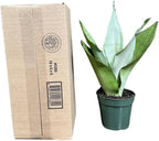 Sansevieria Moonshine in 4" Pot - Live Snake Plant - Easy to Grow Indoor Plant - Air Purifier House Plant - Office Gift