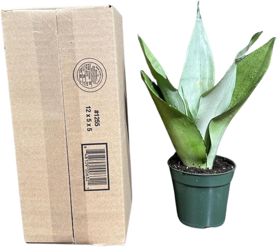 Sansevieria Moonshine in 4" Pot - Live Snake Plant - Easy to Grow Indoor Plant - Air Purifier House Plant - Office Gift