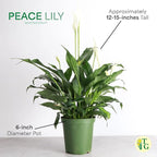Thorsen's Greenhouse Live Peace Lily Plant, Spathyphylum, Low Light, Easy to Grow, Natural Air Purifier Live Indoor Plant, 4-6" Diameter Pot (Chocolate, 6-inch Pot)