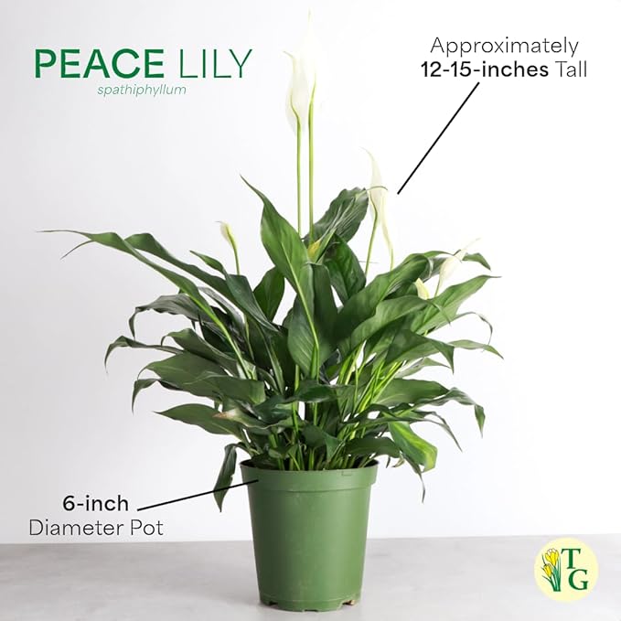 Thorsen's Greenhouse Live Peace Lily Plant, Spathyphylum, Low Light, Easy to Grow, Natural Air Purifier Live Indoor Plant, 4-6" Diameter Pot (Chocolate, 6-inch Pot)