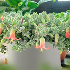 Cotyledon Pendens Succulent Plant Live – 2 Inch Pot | Rare Trailing Houseplant | Easy-Care Indoor Succulent