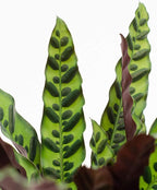 Rattlesnake Calathea - Live Plant in a 4 Inch Pot - Calathea Lancifolia - Beautiful Air Purifying Indoor Houseplant