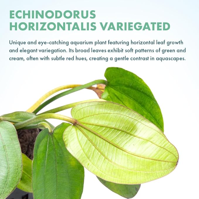 SubstrateSource Echinodorus Horizontalis Mini Sword Live Plant for Freshwater Aquariums, Natural Fish Tank Decorations, and Aquatic Decor (1 Pot (2-3 Plants))