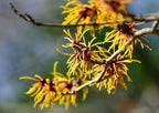 5 Witch Hazel Trees/Shrubs - 10-18" Tall Live Plants - Yellow Flowering Bushes - Hamamelis virginiana - (5 Pack)