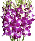 eflowerwholesale - Premium Cut Purple Orchids (10 stems without Vase) (Support Small Business)