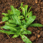 Culantro Plant Live, Culantro Live Plant, 4 Inches Pot, 5 to 7 Inches Tall, Vegetable Herb Plant
