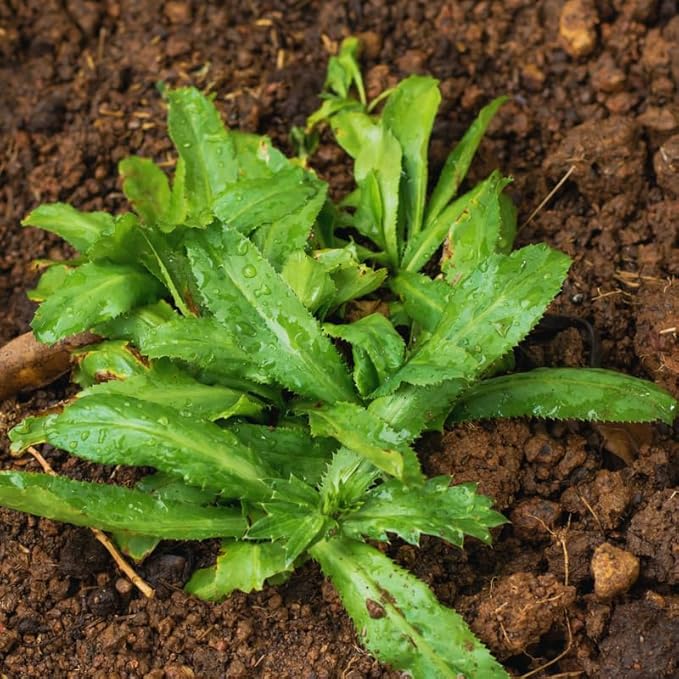 Culantro Plant Live, Culantro Live Plant, 4 Inches Pot, 5 to 7 Inches Tall, Vegetable Herb Plant
